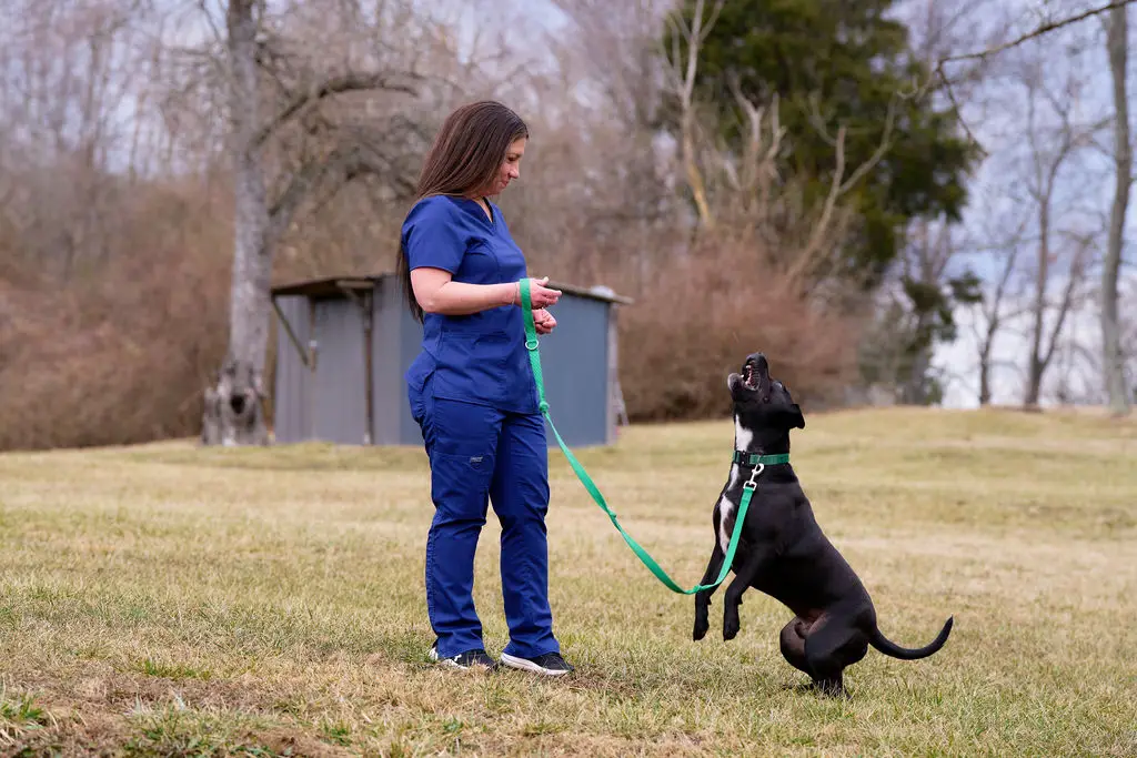 A black dog catches treats from veterinary care staff in the yard at Animal Care Center.